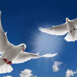 MADAME MARTINE BARRETTE